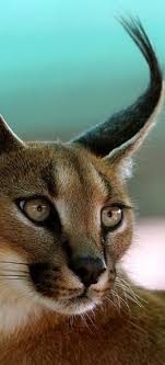 There is something about the presence of a cat. Beautiful Photography Desert Caracal Nature And Science Animals Animals Beautiful Animals Wild