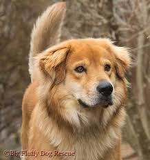 These are also called goberians. Pure Sable Goberian Golden Retriever Siberian Husky Mix Goberians Come In Sable Black Tan Bla Golden Retriever Husky Mix Golden Retriever Beautiful Dogs