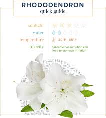 We did not find results for: Azalea Care Guide Growing Information Tips Proflowers Blog