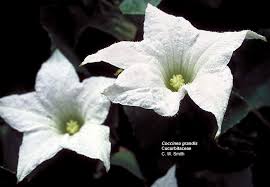 Image result for Cucurbitaceae