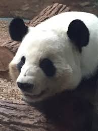 Yang Is A Professional Napper Photo By Jennifer Purdy Lynn Professional Napper Panda Bear Napper