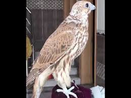 دخيل الطشة طير حر نادر youtube