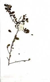 Image result for Erythroxylum emarginatum