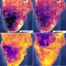 Image result for Megaloprotachne