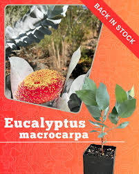 Image result for Crotalaria macrocarpa