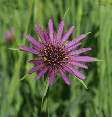 Tragopogon Porrifolius Salsify The Landscape Of Us House Plant Care Propagating Plants All About Plants