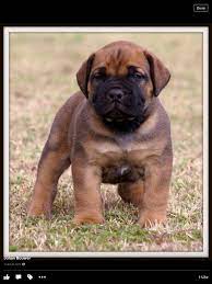 5 Week Old Boerboel Puppy From Bouwer Boerboel Breeders Boerboel Bull Mastiff Dogs Dogs And Puppies