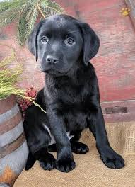 Our babies are very smart and have found themselves in homes for therapy, rescue, and service. Labs Labradorretriever Labrador Labradorretrieverpuppies Labradorpuppy Charming Puppies Labrador Retriever Puppies Puppies Cute Puppies Golden Retriever