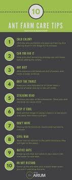 Formicarium Complete Care Guide How To Build Ant Farms Ant Farms Formicarium Ants