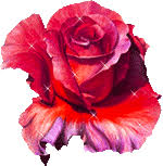 See more ideas about beautiful flowers, flowers, flowers gif. Free Flower Animations Animated Flowers Plants Trees