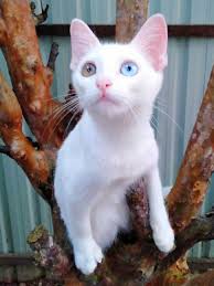 He had a mustache? Could be the munchkins....