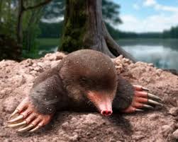 Lisa straube of leaks decided to book Bast for my weekend