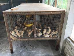 Ayuh, marilah kita semua mendoakan agar tuan reban ini. Dusun Tok Bak Reban Didik Anak Ayam Kampung Kacuk