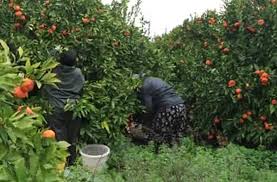 Locuri de muncă creative, posturi vacante în moldova. 100 Locuri De MuncÄƒ In Domeniul Agricol In Spania