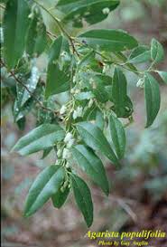 Image result for Agarista