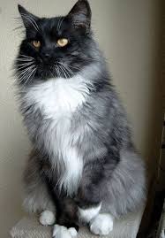 Black And White Tabby Maine Coon Pin By Shari Beckett On Grey Tuxedo Cats White Tabby Cat Cute Cats And Kittens Tabby Cat