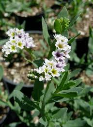 Image result for Heliotropium ciliatum