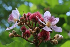 Image result for Bixaceae