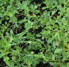 Image result for Medicago laciniata