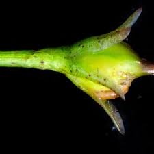 Image result for Nymphoides senegalensis