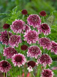 Image result for Scabiosa