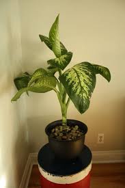 Green Girly Dumb Cane Dieffenbachia Plant Care Plants Plant Care Dumb Cane Plant
