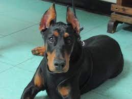 We did not find results for: Dog Ear Cropping In Columbus Oh East Columbus Veterinary Hospital