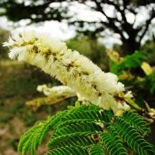 Image result for Acacia afra