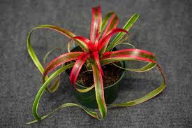 Image result for Geigeria brevifolia