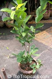 Résultat de recherche d'images pour "ruby supreme red guava"