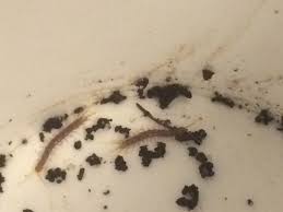 They're usually at least an inch or two long, and often much longer. Soil Centipede Please Help Id