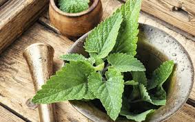 So i looked up some lemon balm recipes and found one for bread. Refreshing Recipes With Lemon Balm Ambrosia Deli Shop Online