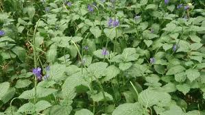 Image result for Stachytarpheta indica