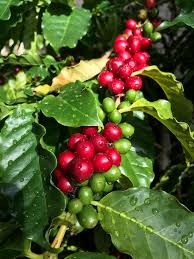 Image result for Coffea