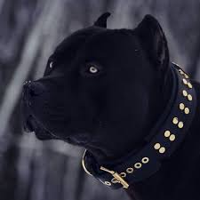 pitbull terrier pitbull terrier bully breeds dogs pitbulls