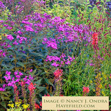 Image result for Vernonia turbinella