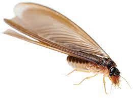 Provides identification keys and information to the 600+ insect families of australia. What Are These Insects Flying Around And Inside My House Conquer Termites Brisbane S Inspection Detection Treatment Specialists