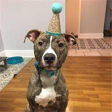 Birthday Party Cone Hat With Band Bow Tie Collar Set Dog Birthday Hat Dog First Birthday Dog Party Hat