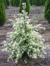 Take a white piece of paper and shake the dead spots of your bushes onto. 55 Small Evergreen Shrubs Ideas Shrubs Evergreen Shrubs Garden Shrubs