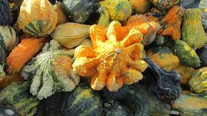 «things to do with decorative gourds no. Decorative Gourds During The Fall Season Picture Of Secor Farms Mahwah Tripadvisor