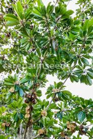 Image result for Terminalia mollis