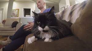 How does cancer kill a cat? Cancer Detecting Cat Saves Owner S Life Youtube