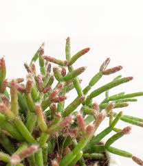Image result for Rhipsalis baccifera