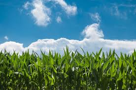 Succession droit des freres et soeurs ». Proprietaires Agricoles Dans Le Gers Optez Pour Le Bail Rural A Long Terme Office Notarial Franck Julien
