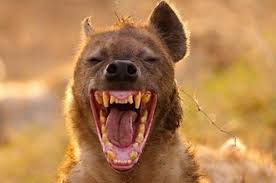 12 Of The World S Most Dangerous Animals As Babies Dangerous Animals Animals Deadly Animals