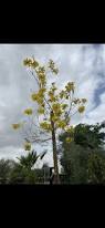 Image result for Handroanthus chrysotrichus