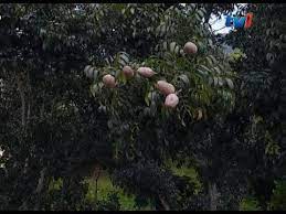 Pokok tunjuk langit digunakan sebagai ubat tradisi untuk membuat ubat periuk bagi wanita selepas bersalin. Khasiat Tunjuk Langit Mahogany Rtm Tv1 Solusi Alam Youtube