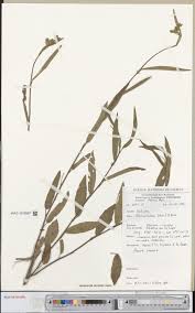 Image result for Hibiscus lobatus