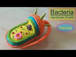 205 Making Bacteria Model Youtube Cells Project Cell Model Project Prokaryotic Cell