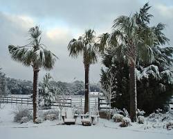 Image of palm trees with snow